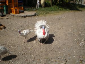 OLYMPUS DIGITAL CAMERA