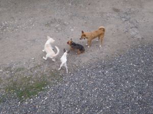 OLYMPUS DIGITAL CAMERA