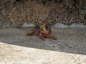 OLYMPUS DIGITAL CAMERA